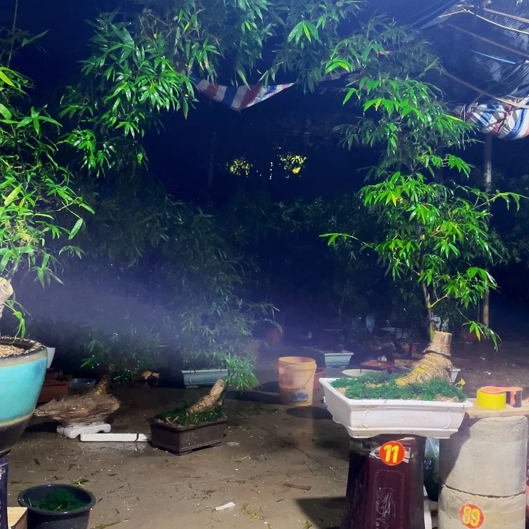 无花朵大*小叶簕竹熟桩陶瓷盆一物一拍