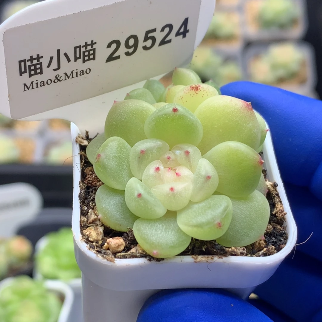 多肉植物杂交珍妮