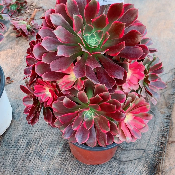 金丝雀法师447小妖桩