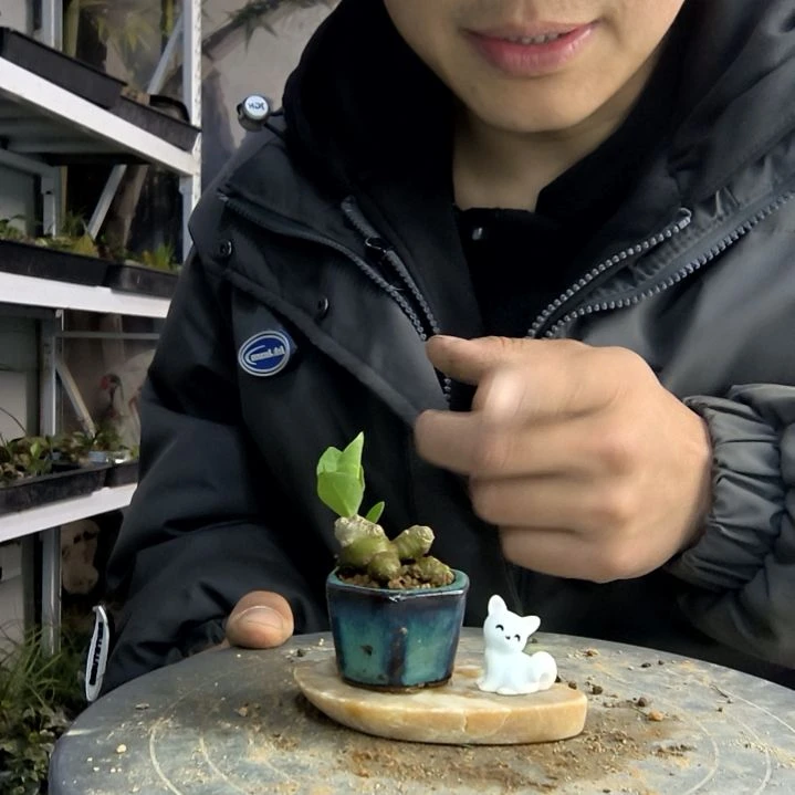 红*小盆景小植物一物一拍141