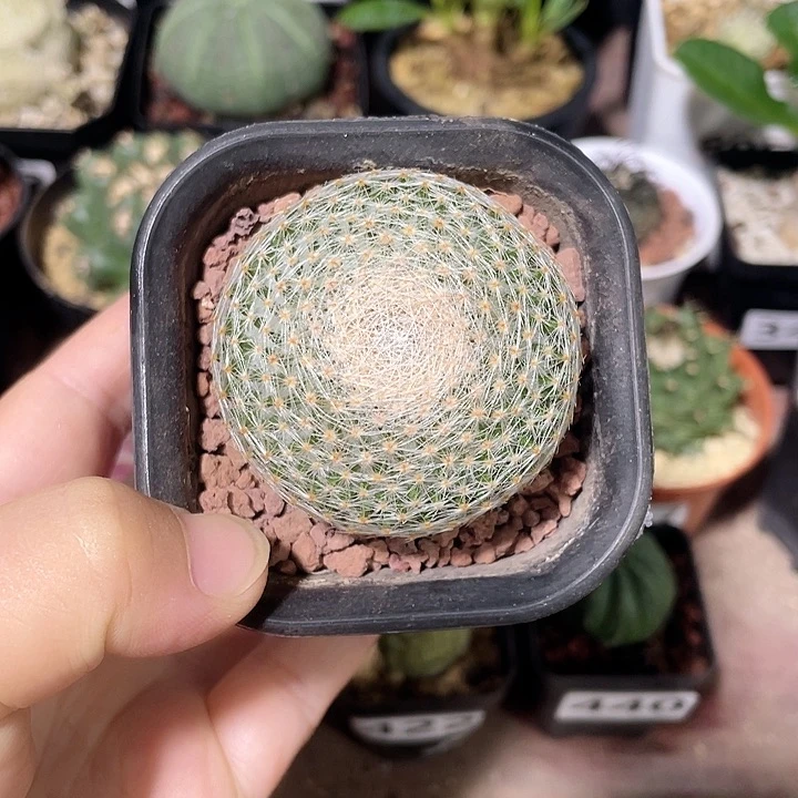 賈***458实生白绢丸仙人球