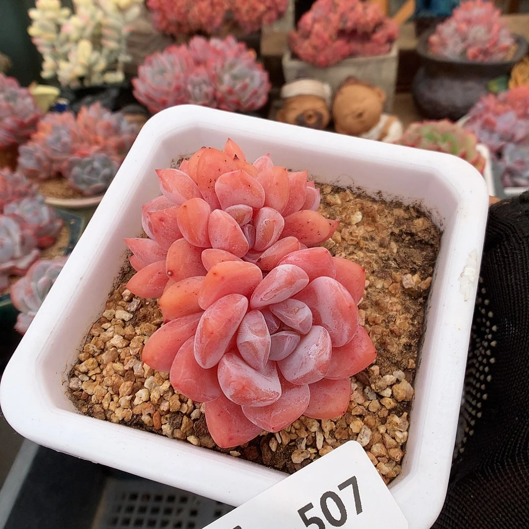 507雪天使多肉植物6666