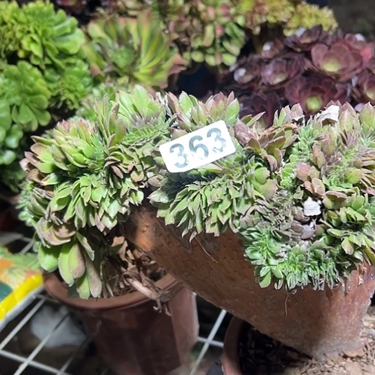 木***1多肉植物一个万追363