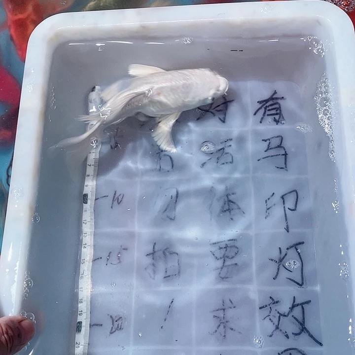 蝴蝶鲤鱼渔场直发13