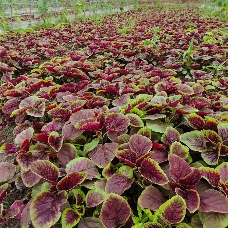 【河南新鲜农家红苋菜】农家自种新鲜蔬菜红苋菜现摘现发