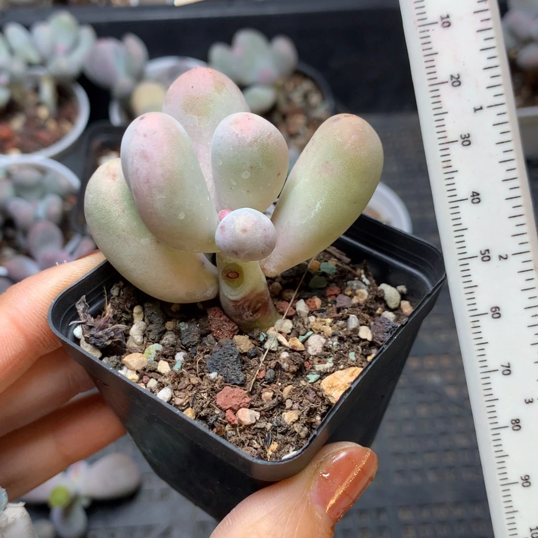 韩国米可奶黄米可奶不满28发一个叶片，到付