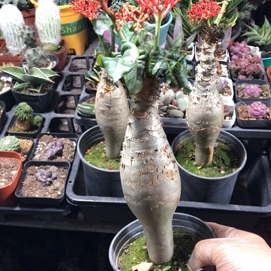 桃***满无花朵佛渡海棠裸根