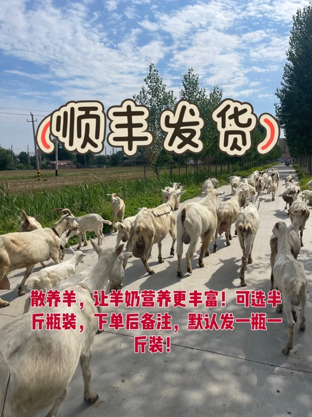 顺丰直达散养羊让羊奶营养更丰富巴氏杀菌现挤鲜羊奶零添加纯羊奶