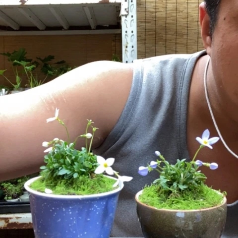 红陶微**瑰一物一拍所见即所得200