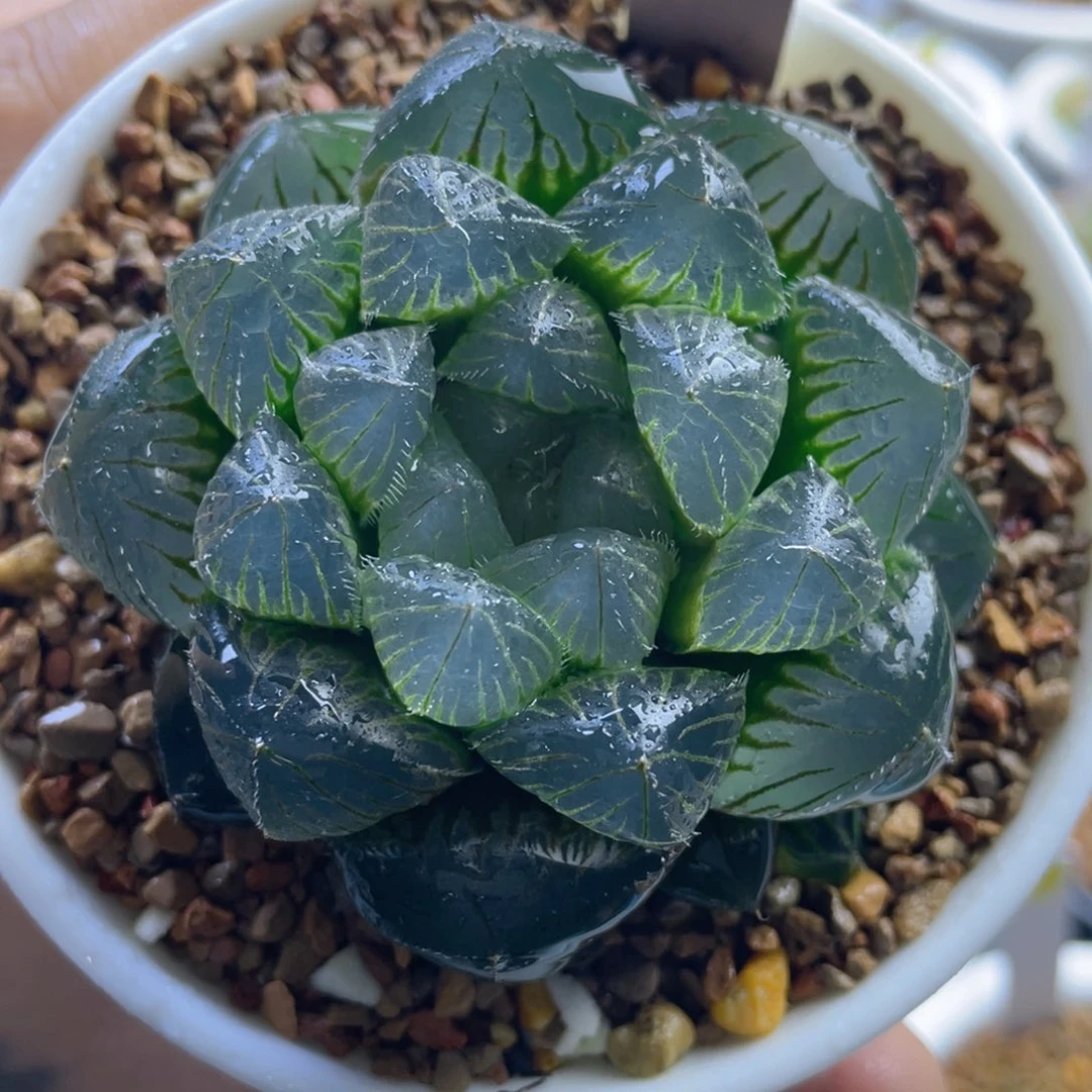 21.十二卷多肉巨大化赤线玉露。