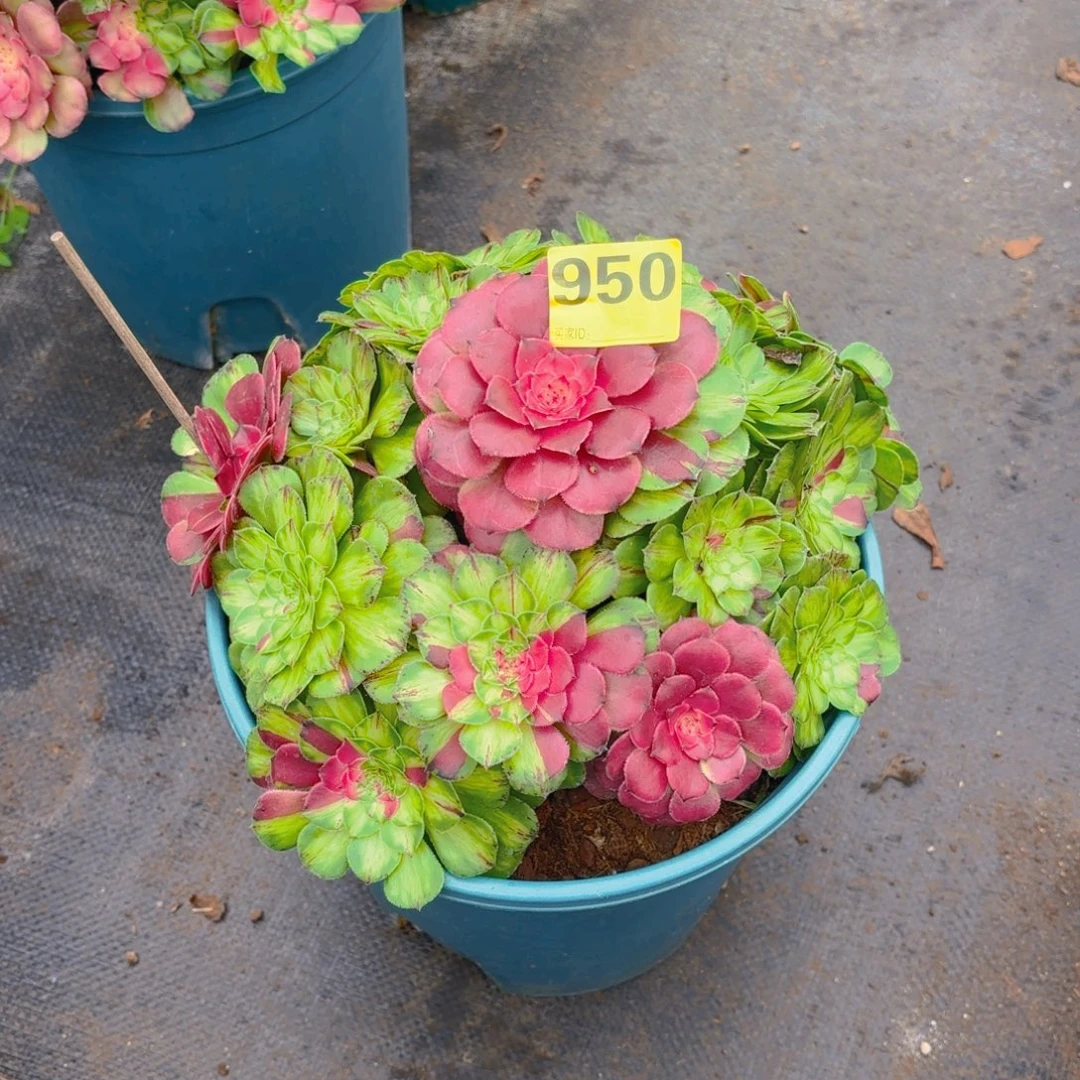 马***姐950 1234567 知否