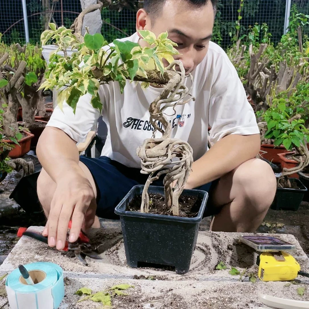当前无花栽培后可以开花