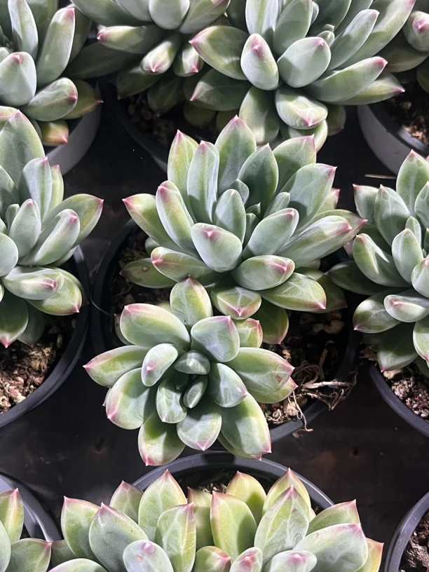 全场满15包邮 陨石双头9厘米，脱土发货懒人绿植多肉植物