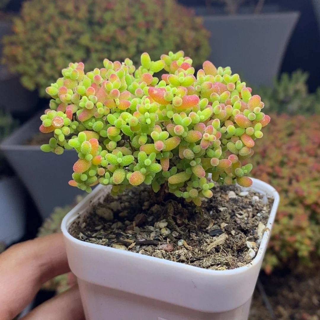无花朵28号蜜橘糖球
