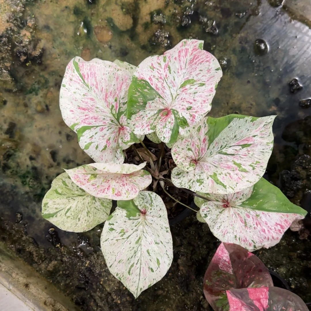 颖31-0914泰国发货薄荷糖母本