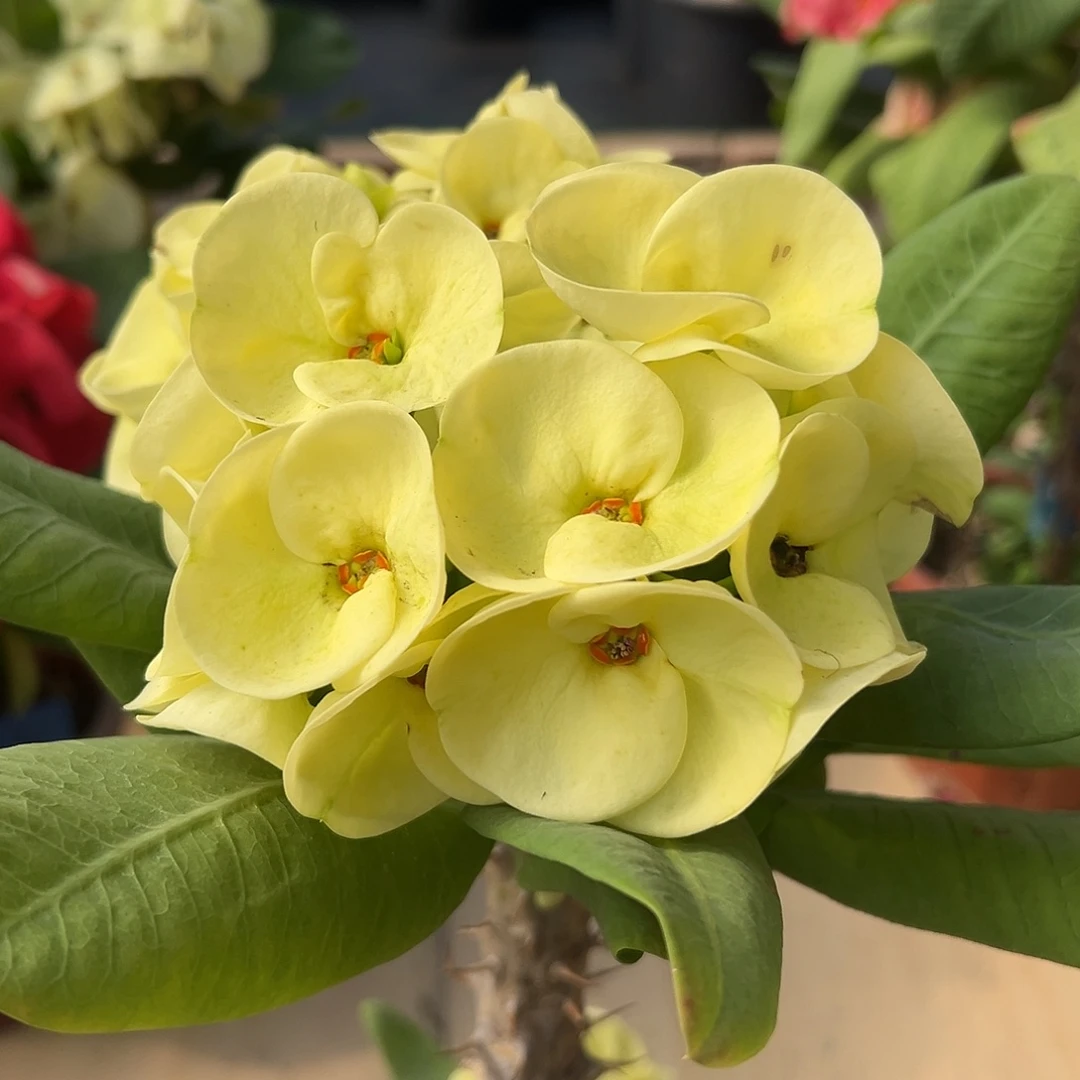 玉维莱泰国大花虎刺梅