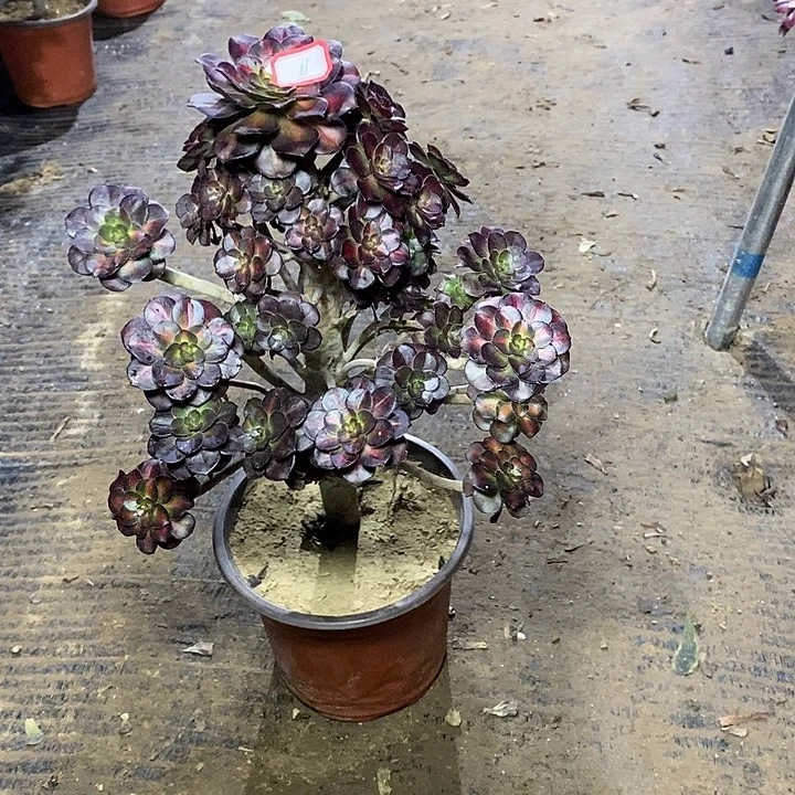 11，晚霞多肉136778889