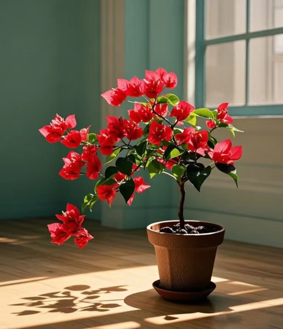 中国红三角梅（一物一拍）