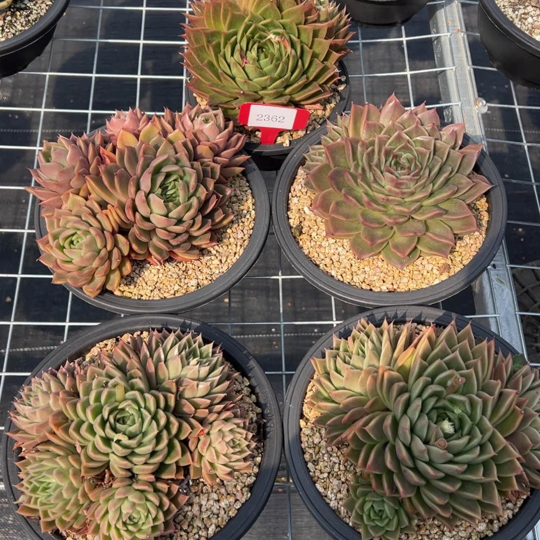 2362多肉多多多多多多多多多