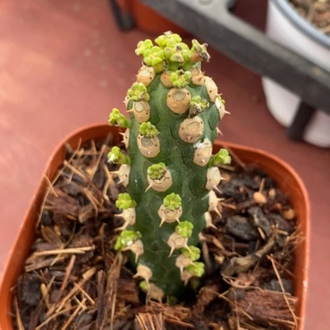 霸王鞭单2仙人球