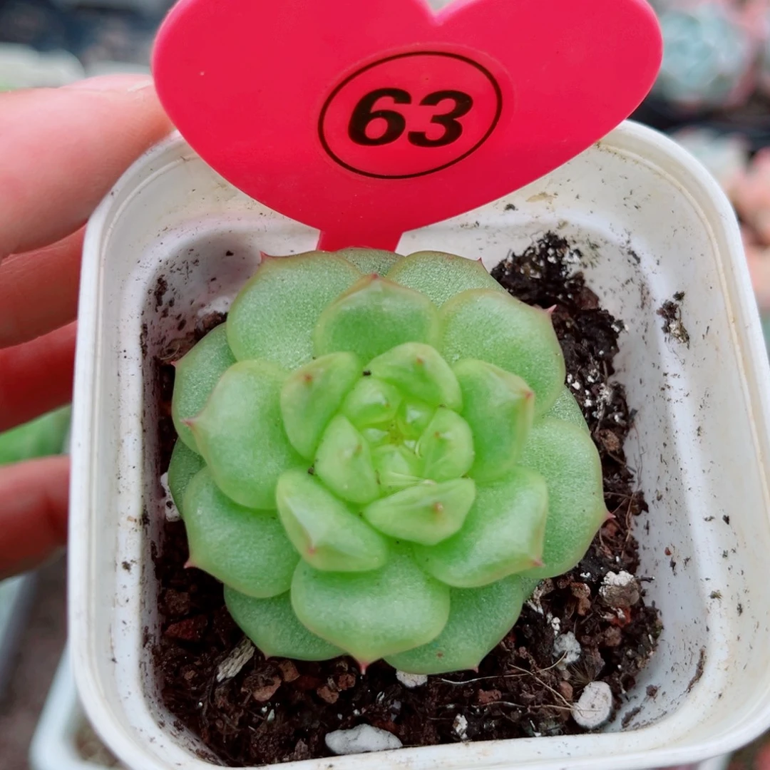 63号灯泡珍妮单头