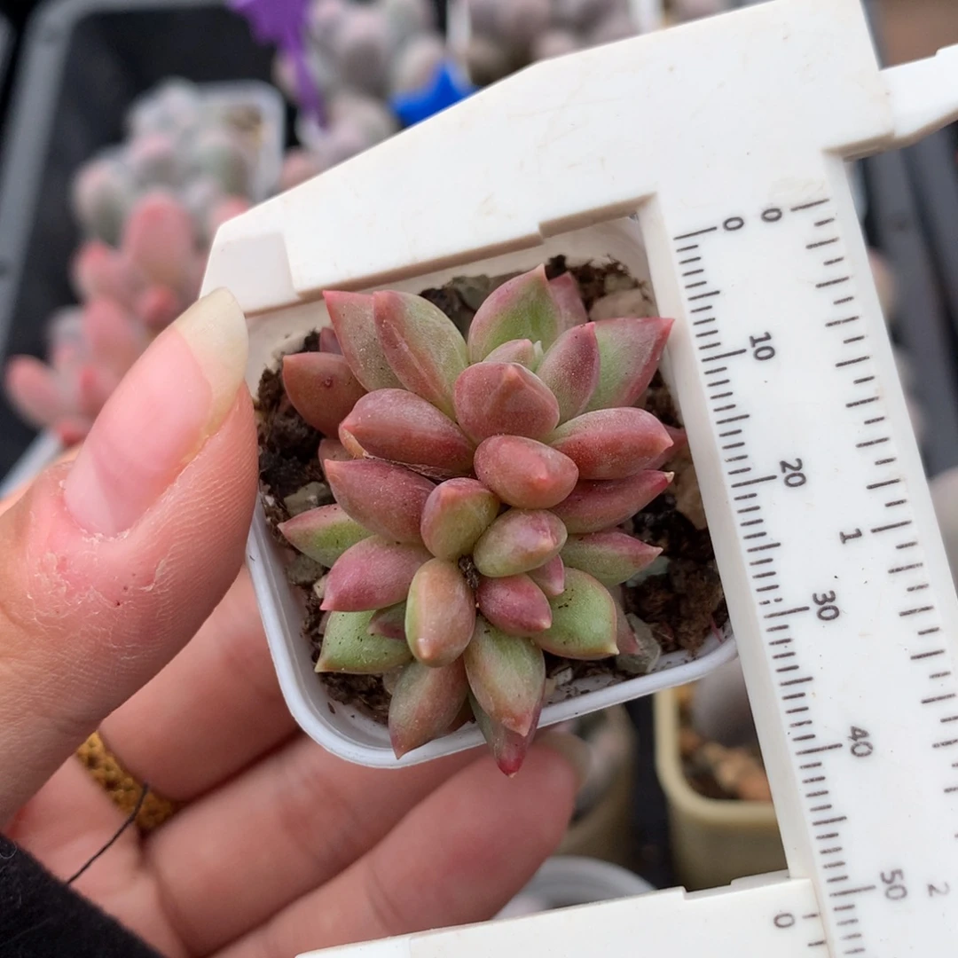 迷雾泡泡多肉植物