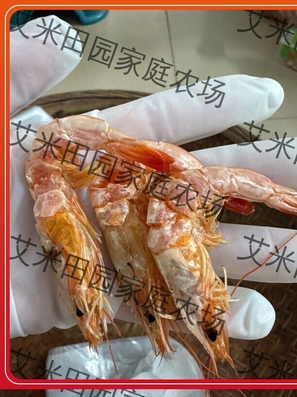 汕尾渔民自晒大号自用海直虾干海鲜开袋即食约7厘米零食肉质拉丝