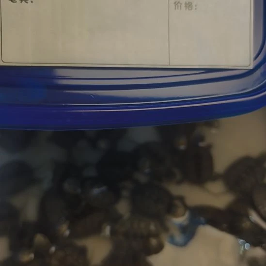 *****不分公母绿毛龟小青福利