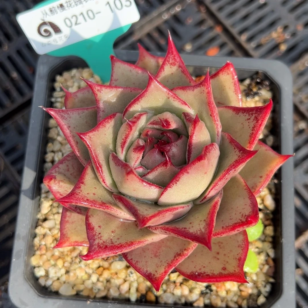 从前慢多肉精选编号0210.103