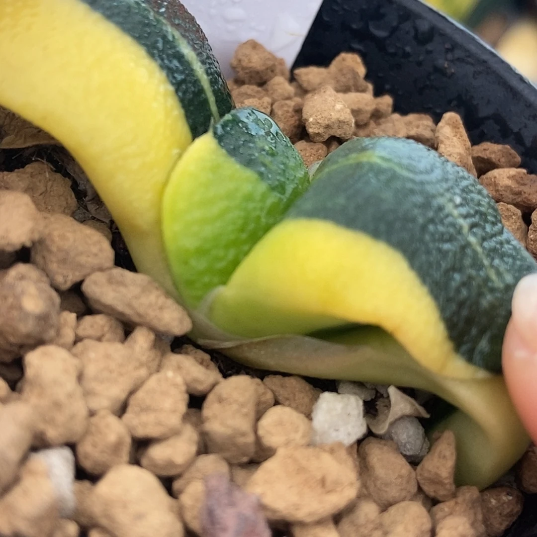 1065军配卧牛实生锦带盆发货