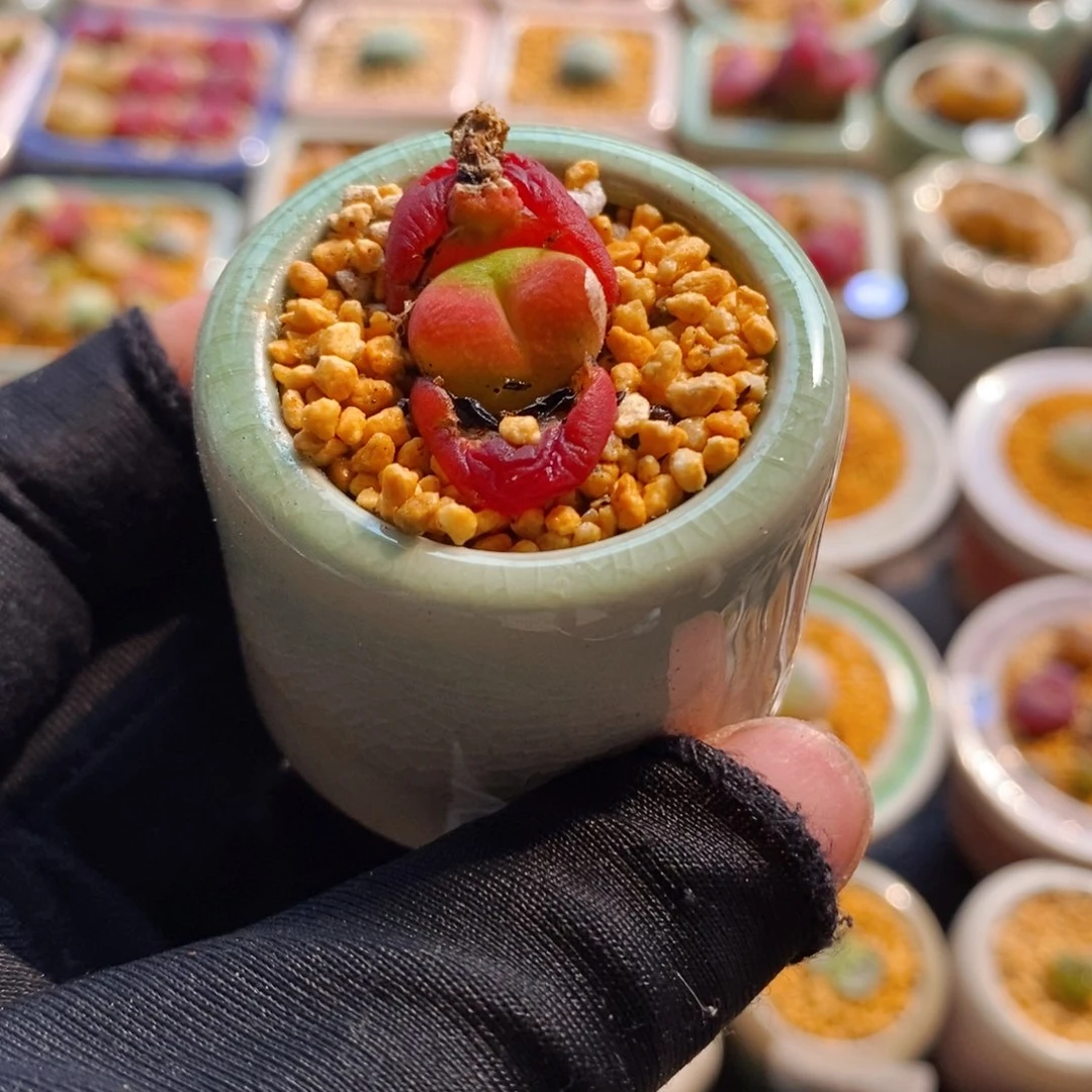 7503--一物一拍 带盆1430.5 水蜜桃