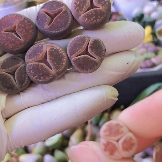 无花朵0895，1.5-2厘米奔