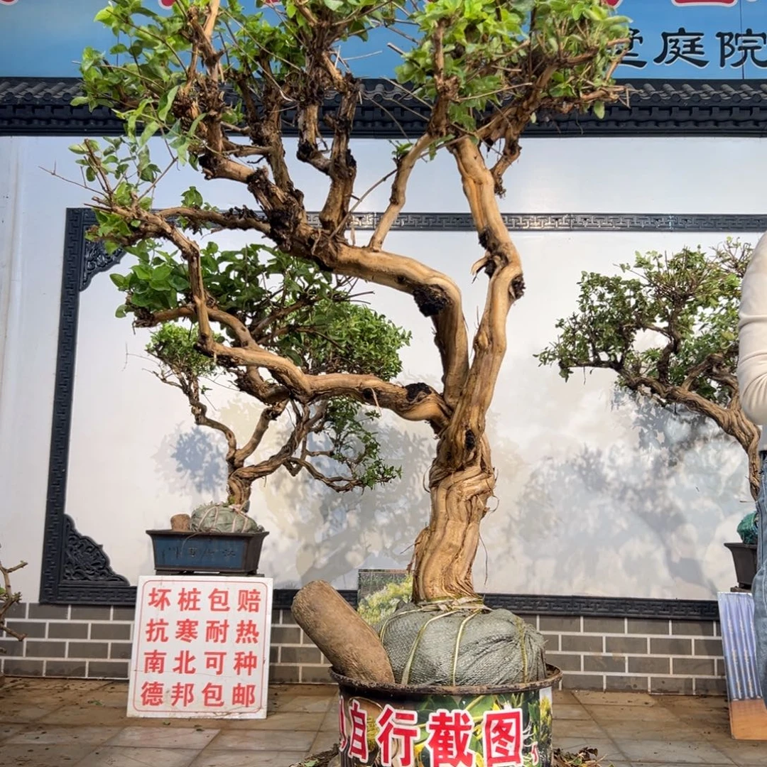 完全开放金银花898988888888