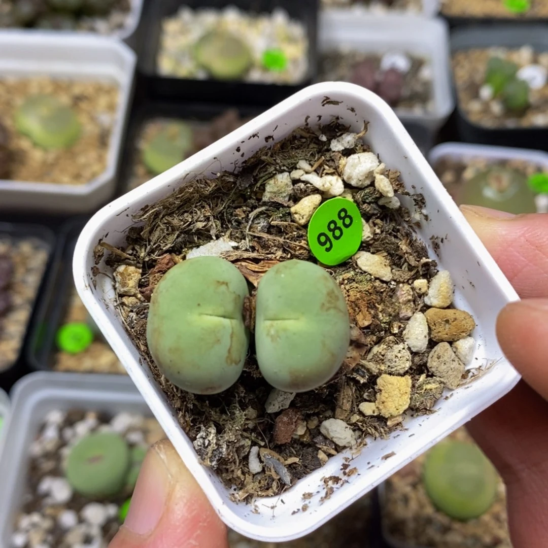 l***a专拍漂亮多肉植物988