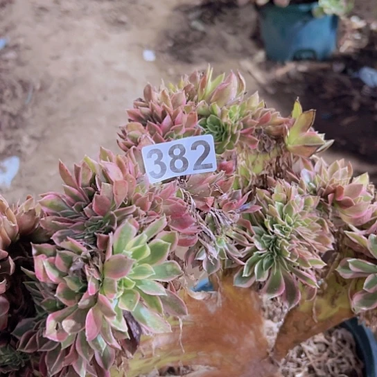 艾***姐多肉植物一个女神