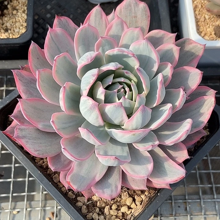 劳伦斯锦多肉植物的