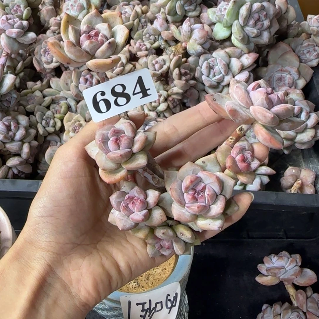 星影8头无根一物一拍684
