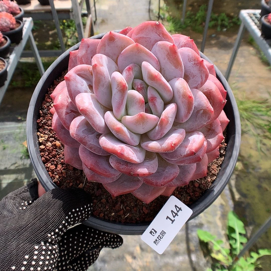 144梦露多肉植物666