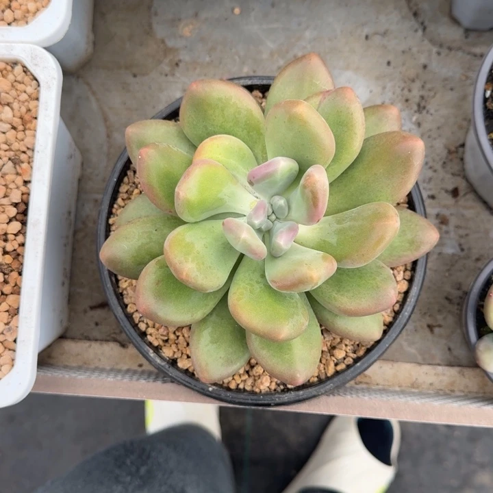 X系列美人新品 母本 一物一拍