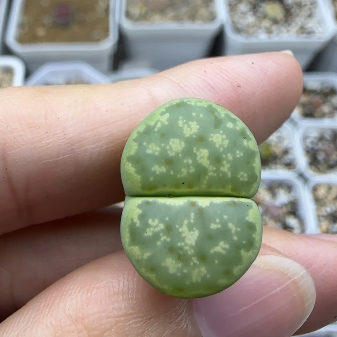 50绿神笛清框福利30包邮