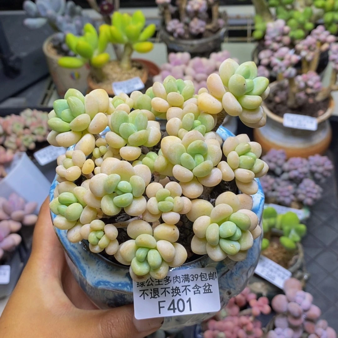 吃****口401白奶糖多肉9c m