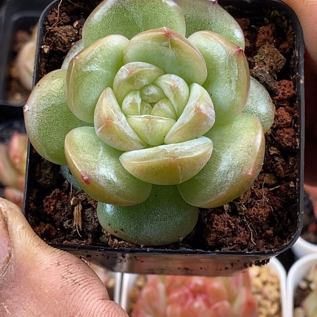 天官赐福百无禁忌