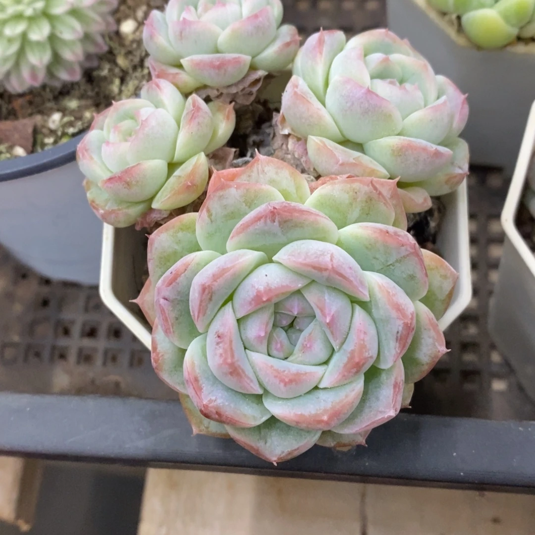 精品多肉一物一拍不包整236