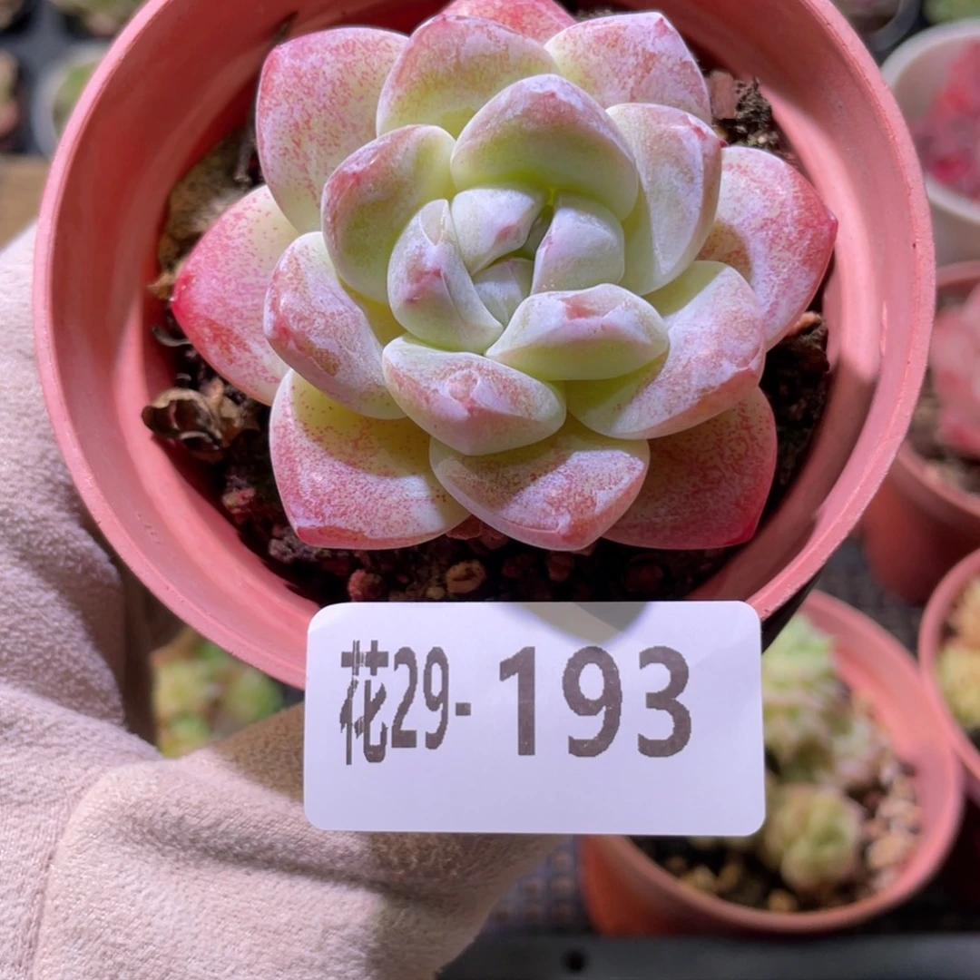 花利美29-193冰玉