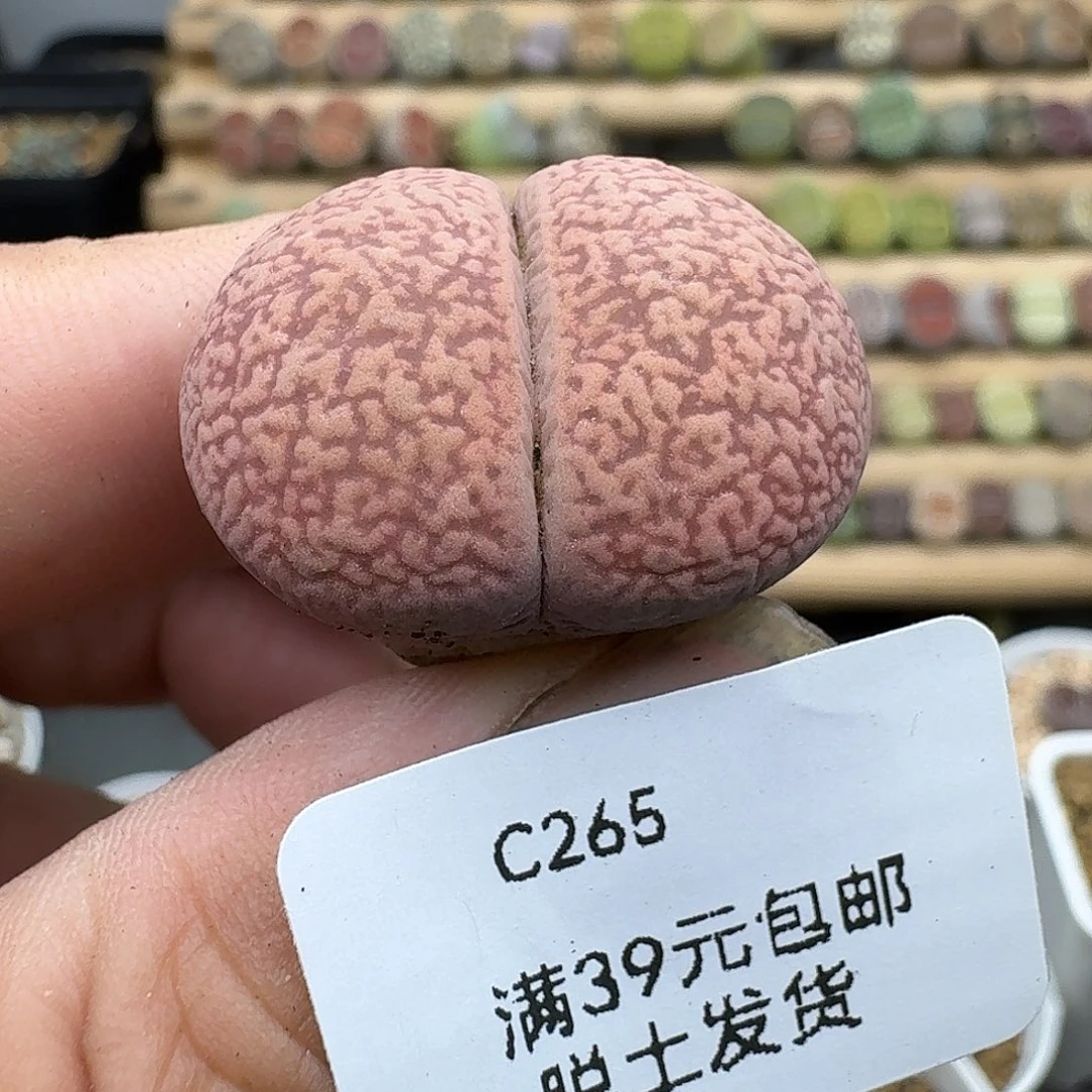 265多肉哈哈哈哈哈哈哈