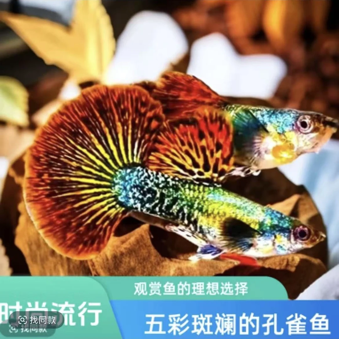 精品泰系大背大耳红龙种鱼(入缸后不包损)