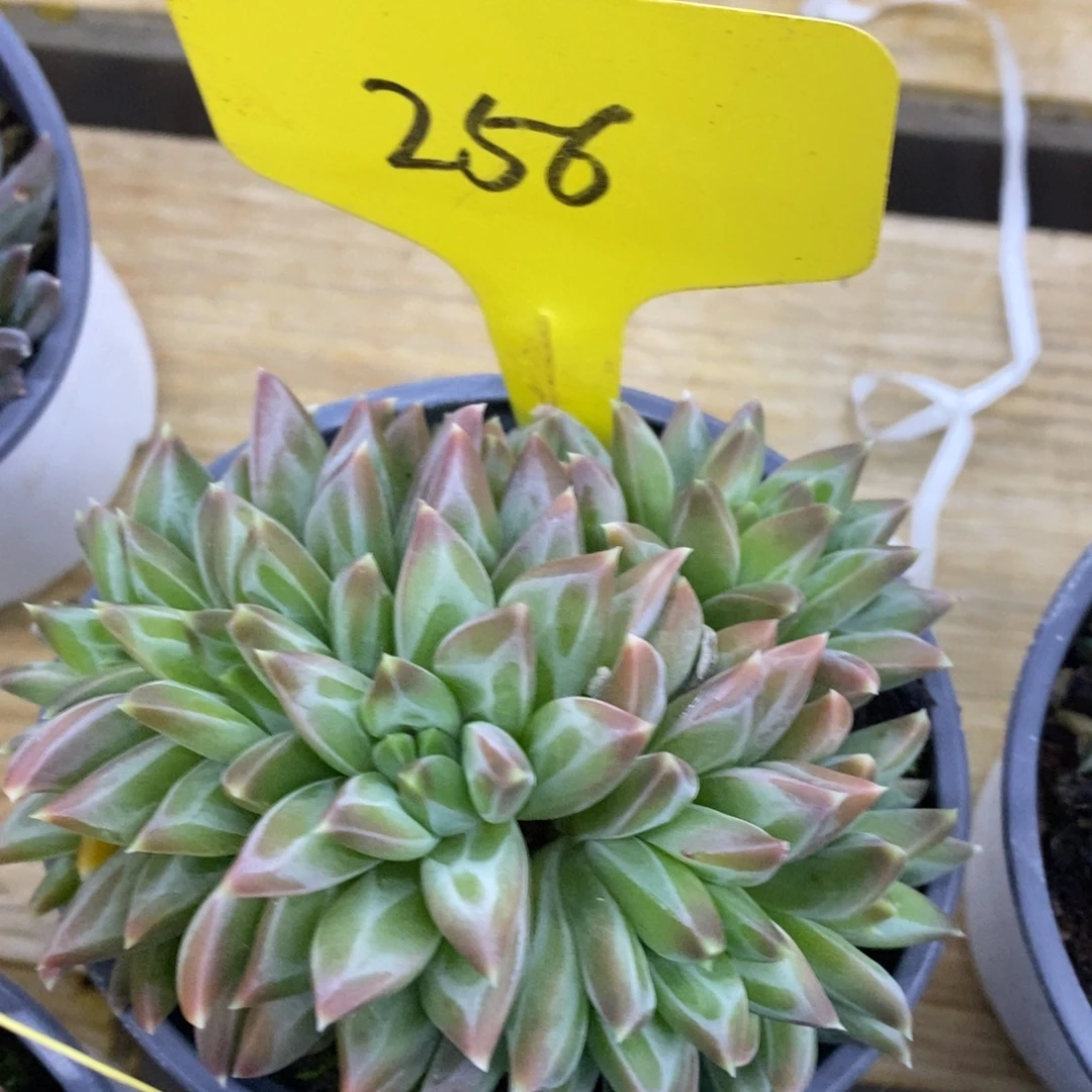 开心多肉，首播，欢迎