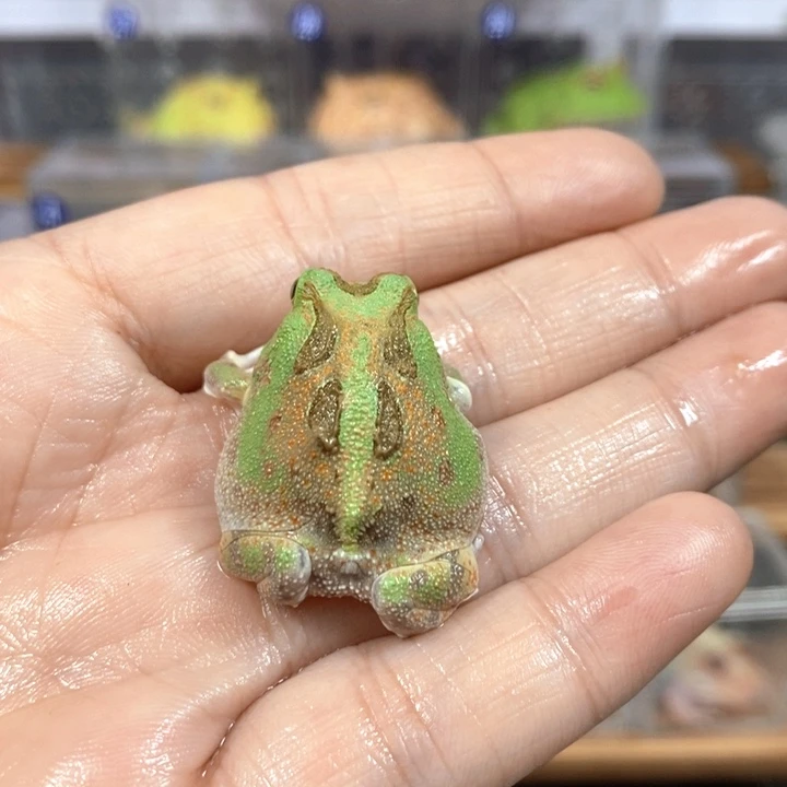 Y***.角蛙223号波子角蛙