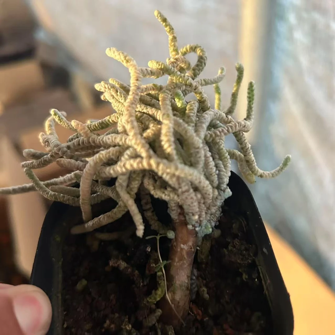 银蚕  仙人球夏型种绿植盆栽桌面阳台