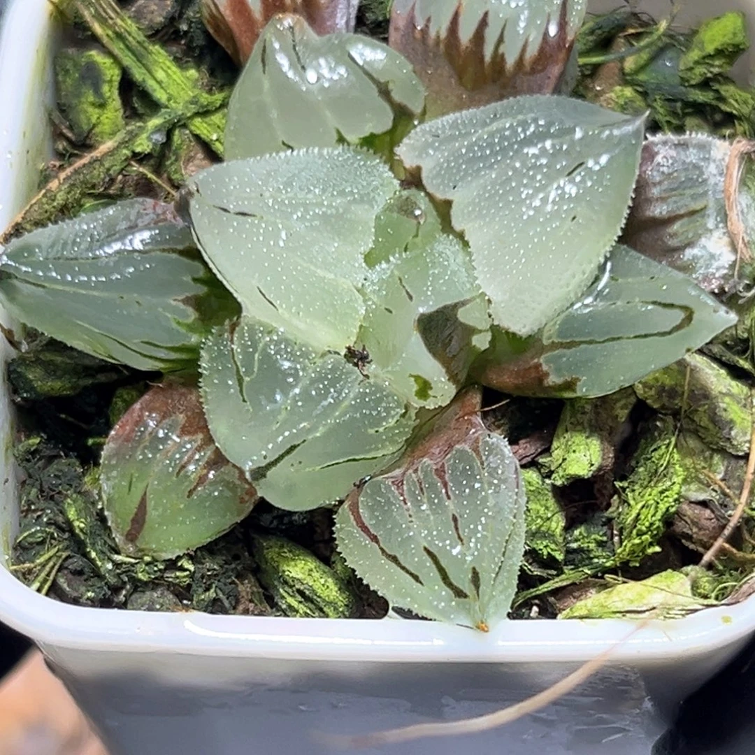 恭喜发财大吉大利3746